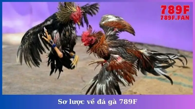 Sơ lược về đá gà 789F