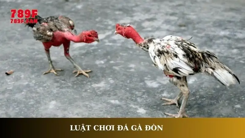 Luật chơi đá gà đòn